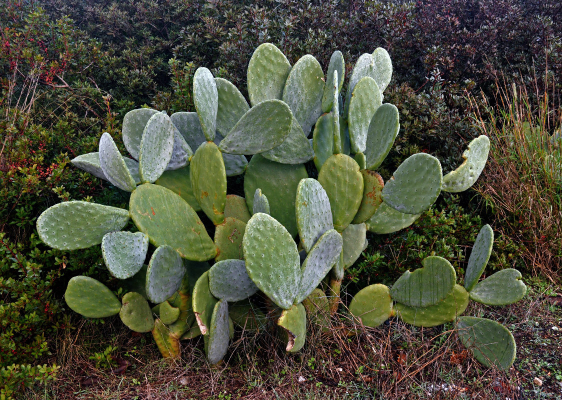 Image of Opuntia ficus-indica specimen.