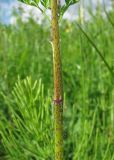 Chaerophyllum prescottii. Часть побега; видно основание листа. Окр. Архангельска, берег реки. 17.06.2011.