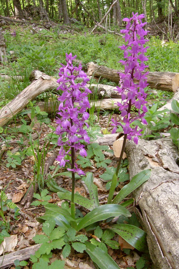 Image of Orchis mascula specimen.