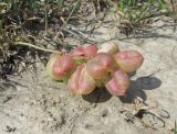 Astragalus suprapilosus