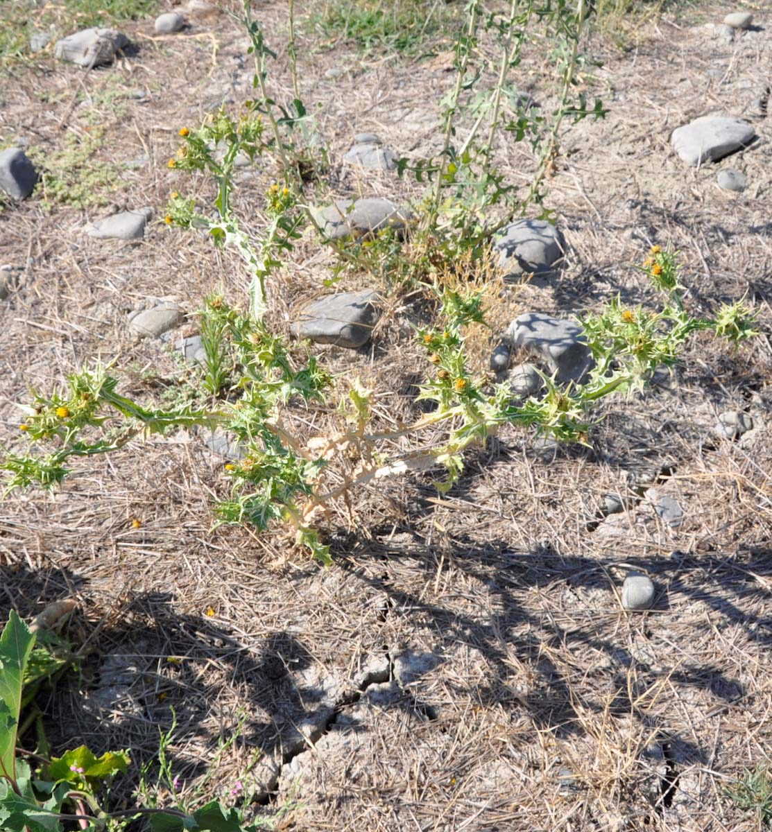 Изображение особи Scolymus maculatus.