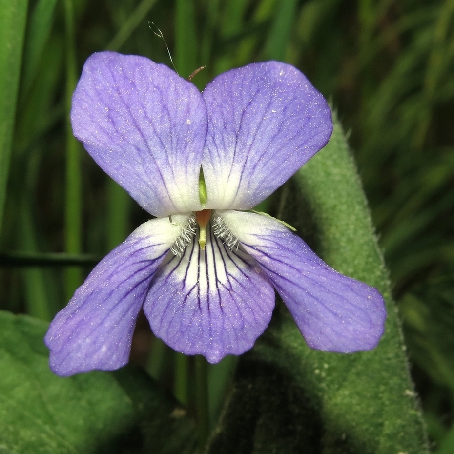 Image of Viola riviniana specimen.