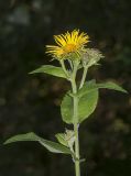 Inula helenium