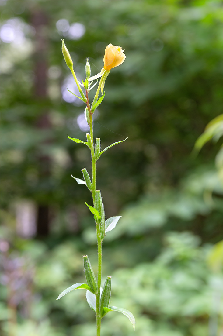 Image of Oenothera rubricaulis specimen.