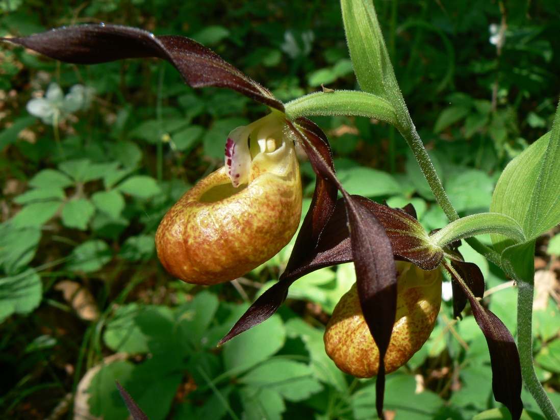 Image of Cypripedium calceolus specimen.