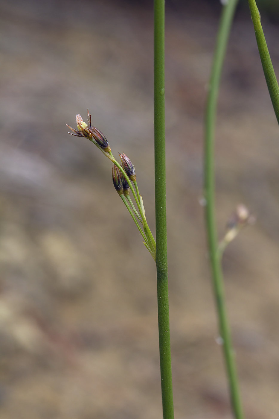 Image of Juncus haenkei specimen.