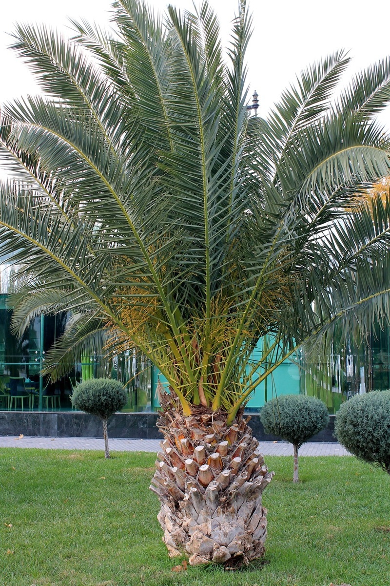 Image of Phoenix canariensis specimen.