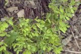 Vicia nipponica