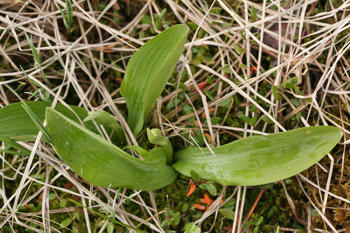 Изображение особи Dactylorhiza incarnata.