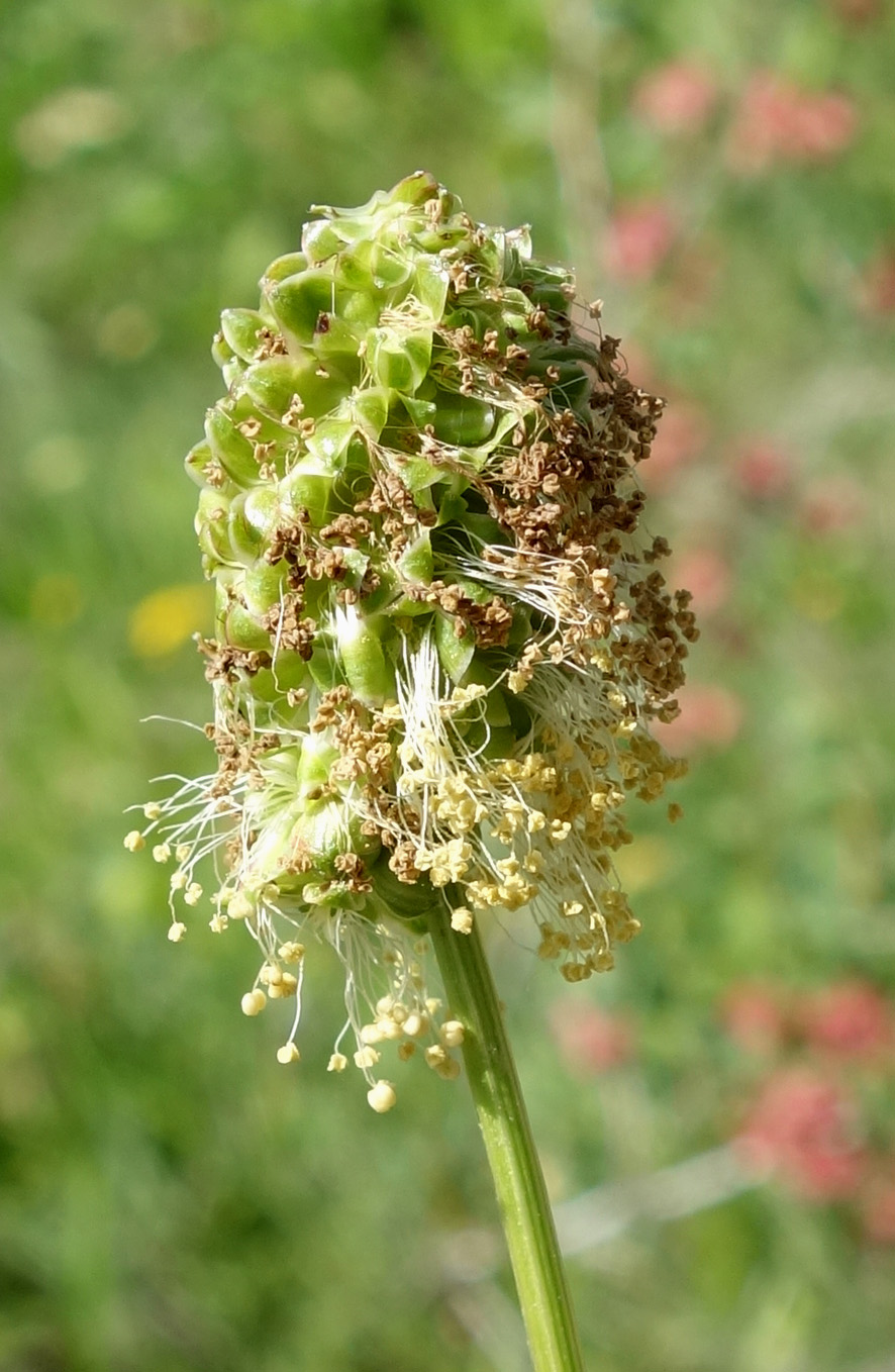 Image of Poterium polygamum specimen.