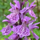 Dactylorhiza fuchsii. Часть соцветия. Пермский край, подножие Вогульского камня, смешанный лес, долина р. Жигалан, обочина дороги. 30.06.2010.