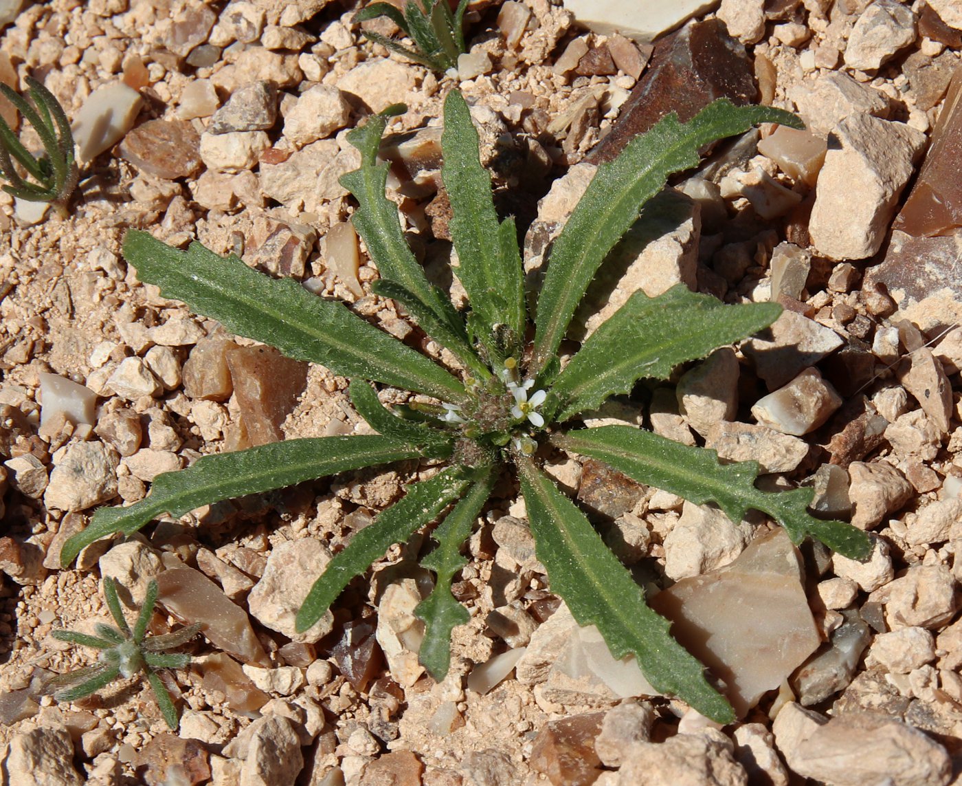 Image of Neotorularia torulosa specimen.