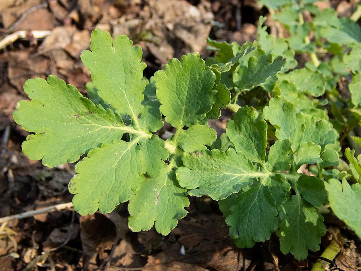 Image of Chelidonium majus specimen.