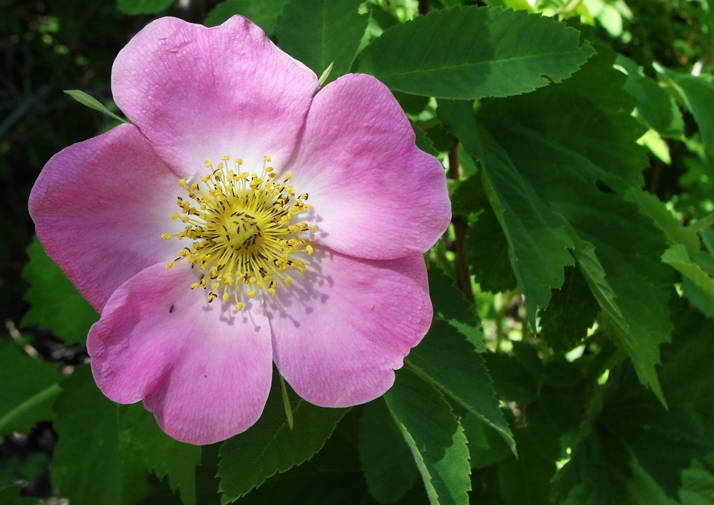 Изображение особи род Rosa.