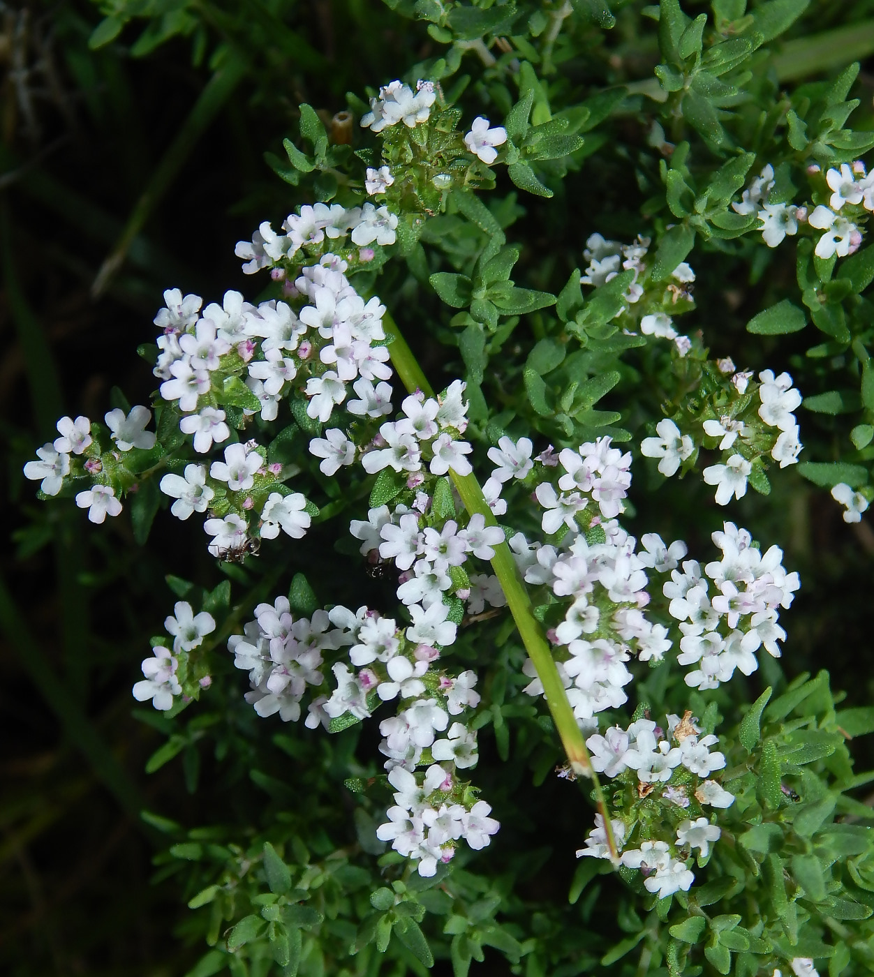 Изображение особи Thymus serpyllum.