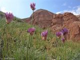 Allium inderiense. Цветущие растения. Астраханская область, юго-восточный склон горы Большое Богдо. 21.05.2005.
