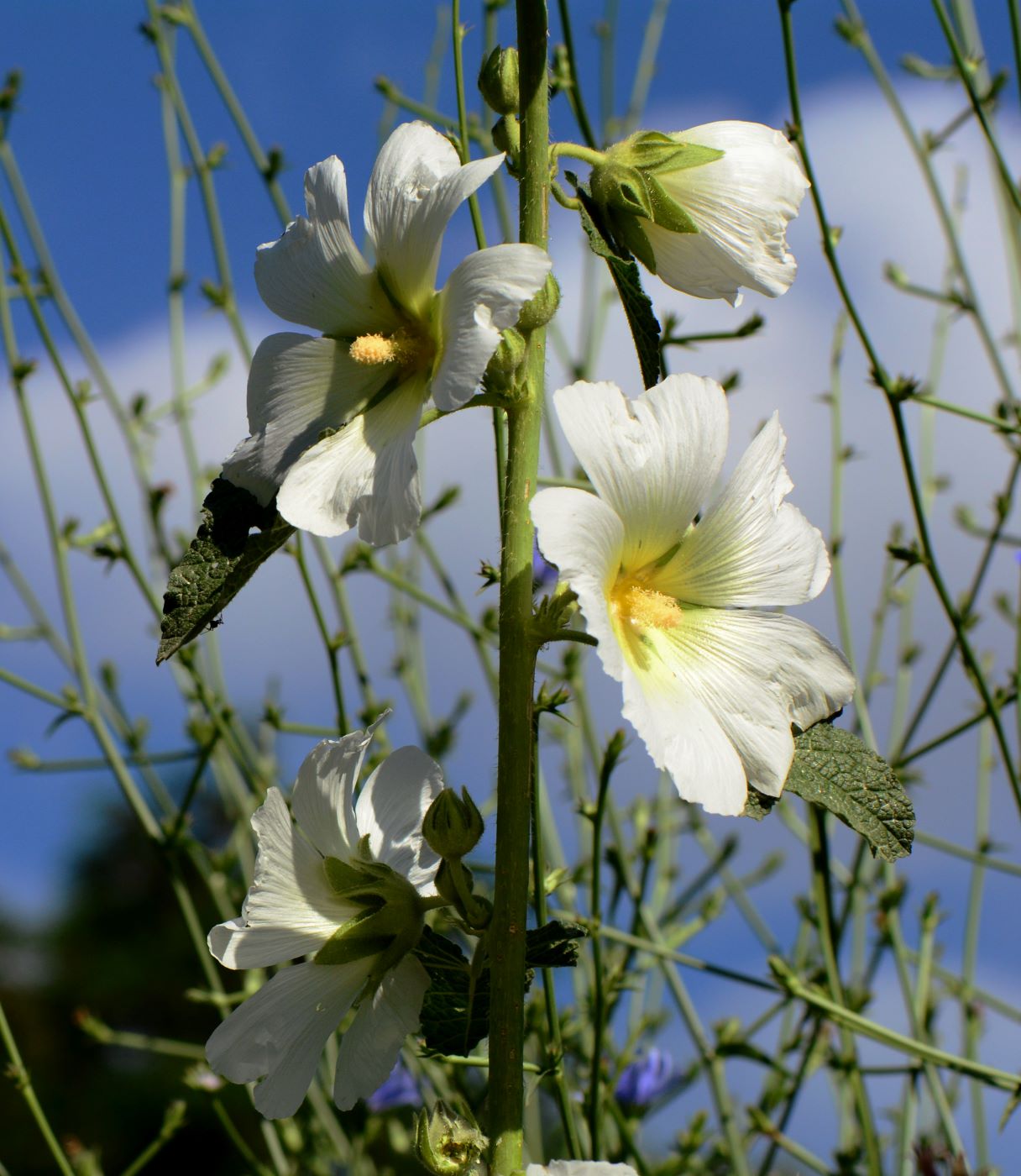 Image of Alcea nudiflora specimen.