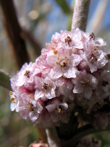 Image of Cuscuta approximata specimen.