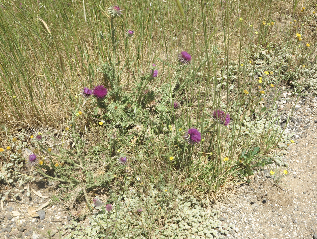 Image of Onopordum blancheanum specimen.