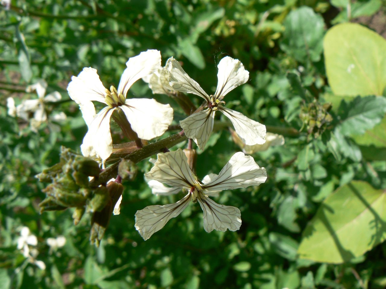 Изображение особи Eruca sativa.