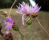 Centaurea stoebe. Соцветия. Украина, Волынская обл., Ратновский р-н, северо-восточные окр. с. Комарово. 26 июля 2010 г.