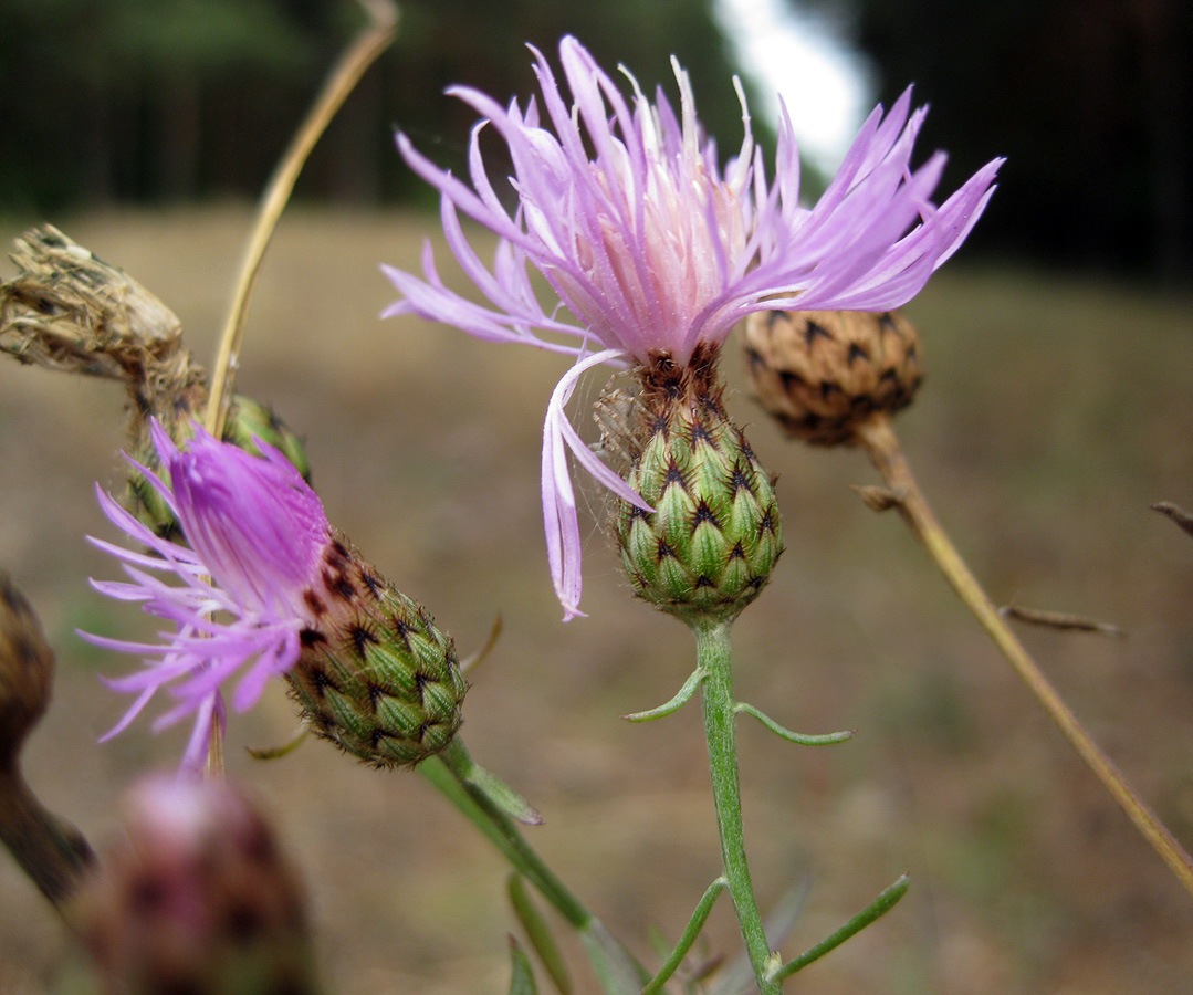 Изображение особи Centaurea stoebe.