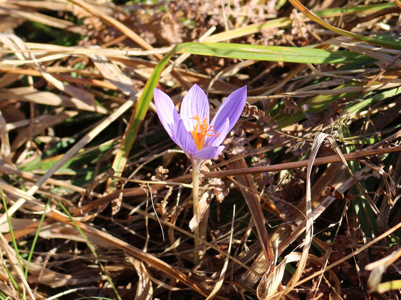 Изображение особи Crocus speciosus.