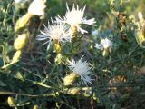 Centaurea diffusa