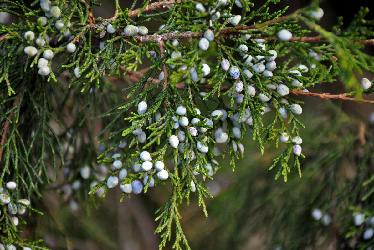 Изображение особи Juniperus virginiana.