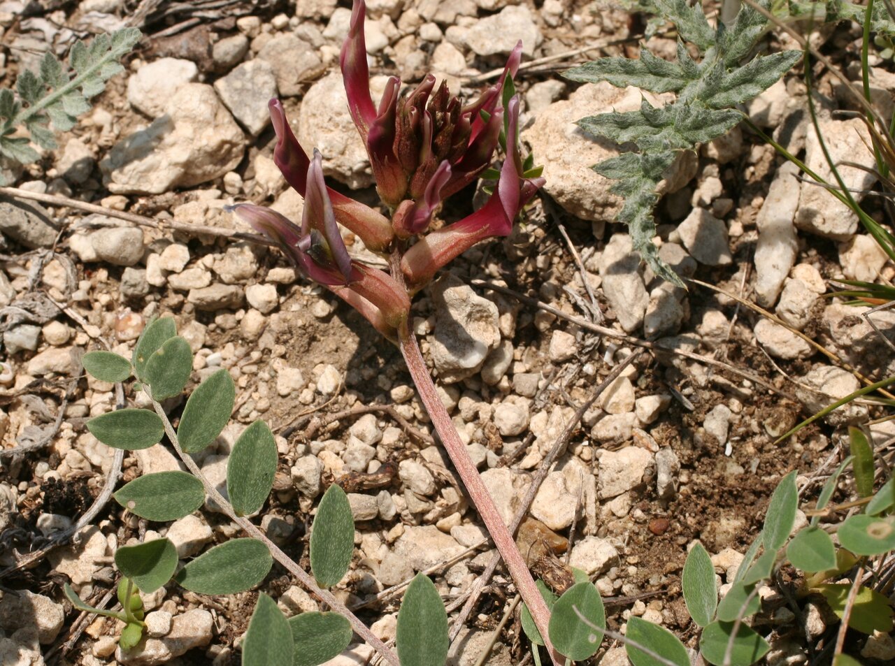 Изображение особи Astragalus spruneri.