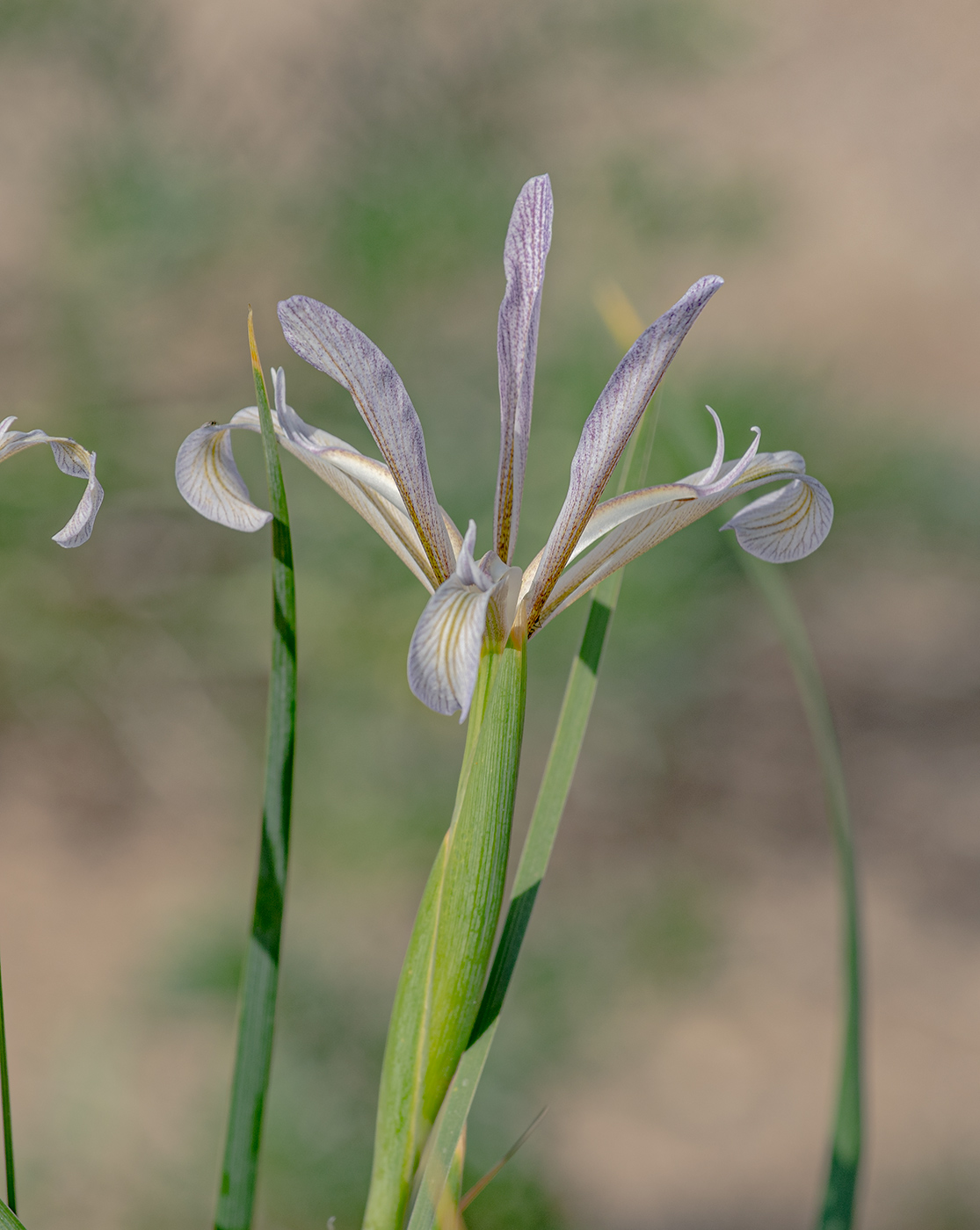 Image of Iris songarica specimen.