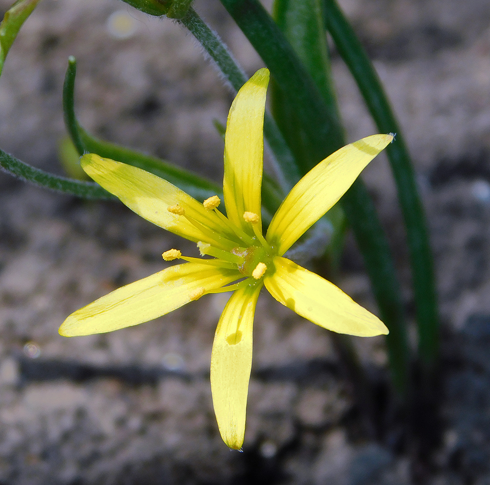 Image of Gagea villosa specimen.