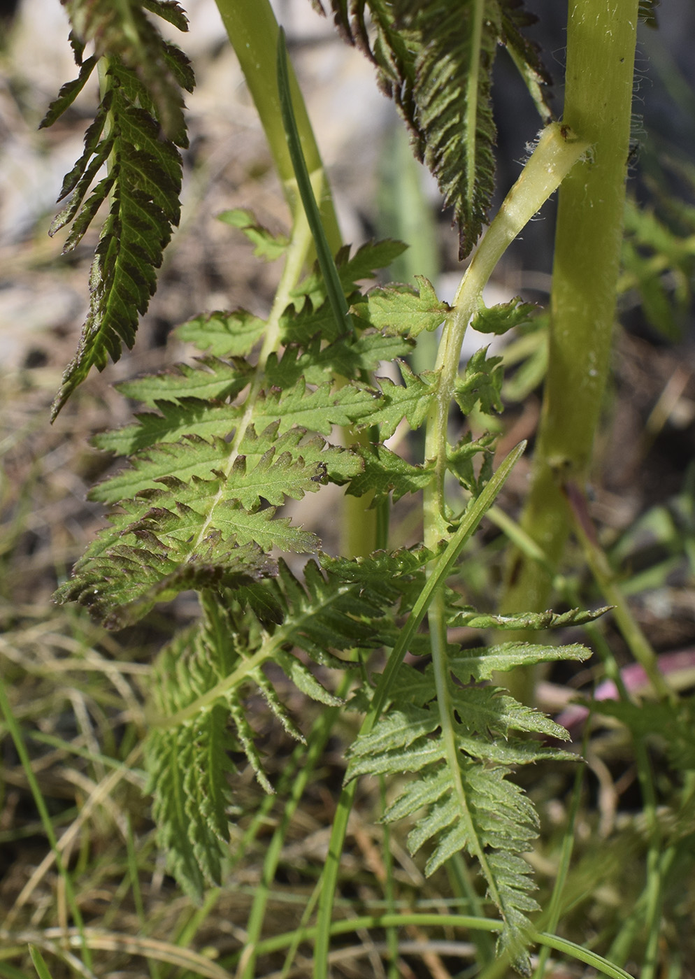 Image of Pedicularis foliosa specimen.