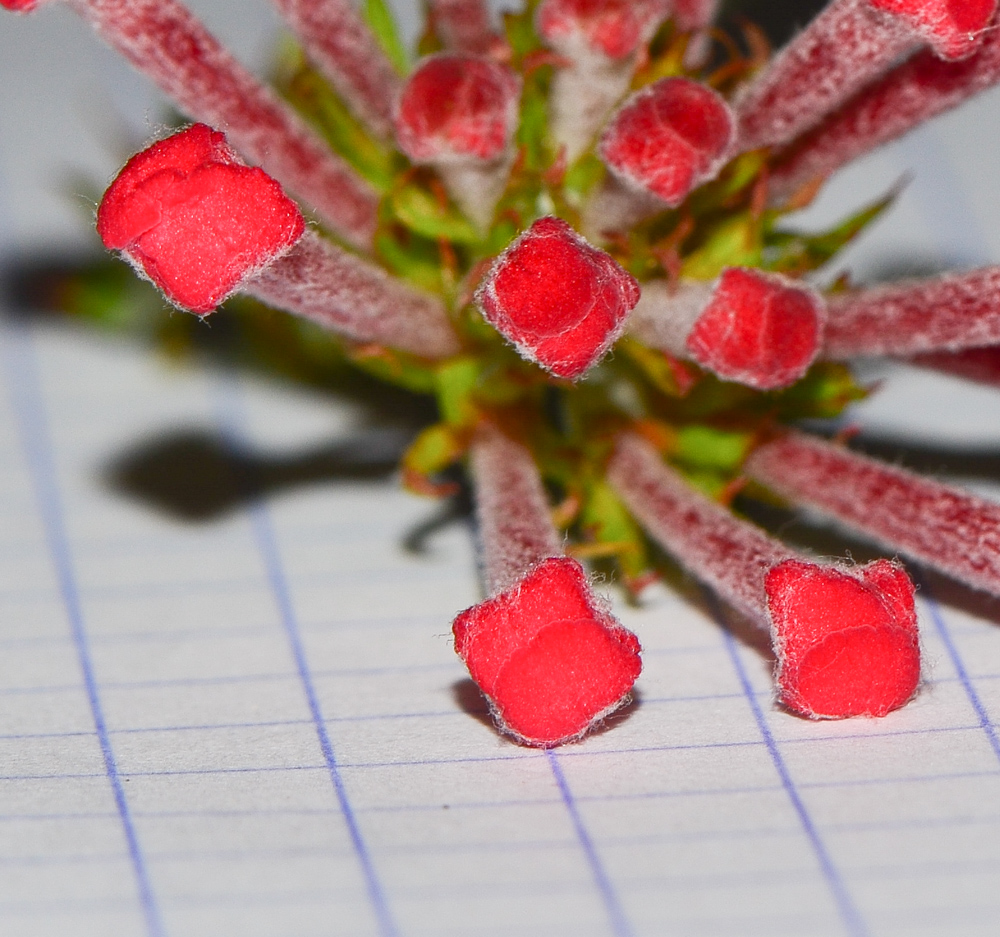 Image of Arachnothryx leucophylla specimen.