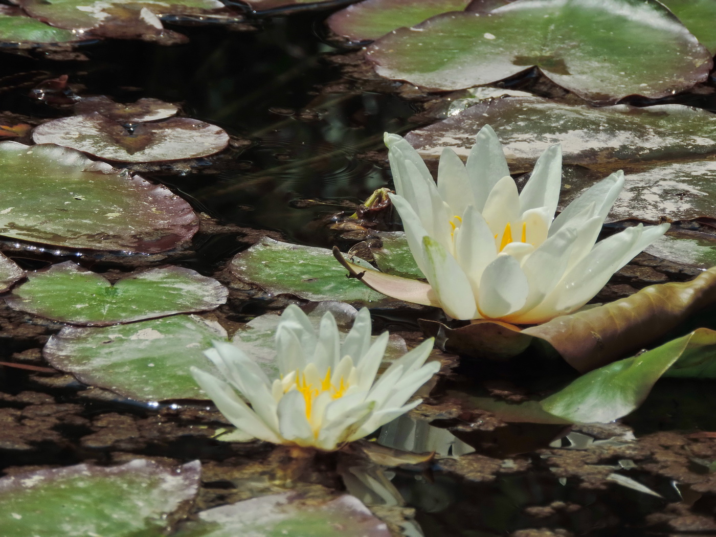 Image of Nymphaea alba specimen.