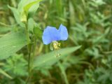 Commelina communis. Цветок. Хабаровск, ул. Ульяновская 60. 02.08.2011.