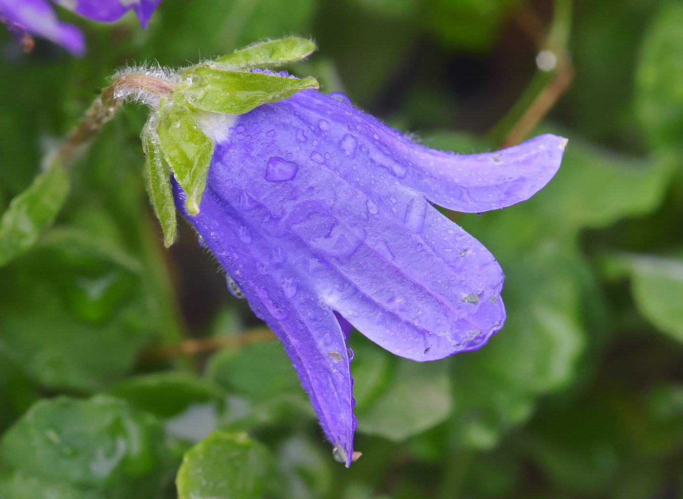 Image of Campanula argunensis specimen.