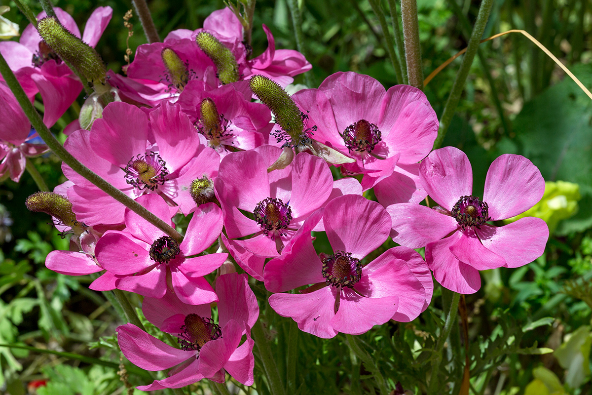 Image of Ranunculus asiaticus specimen.