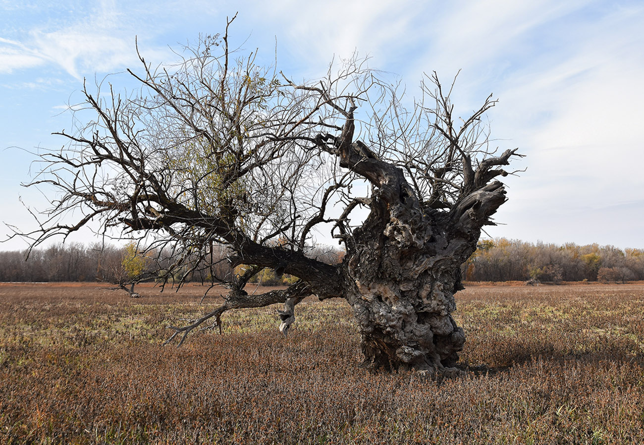 Изображение особи Salix alba.