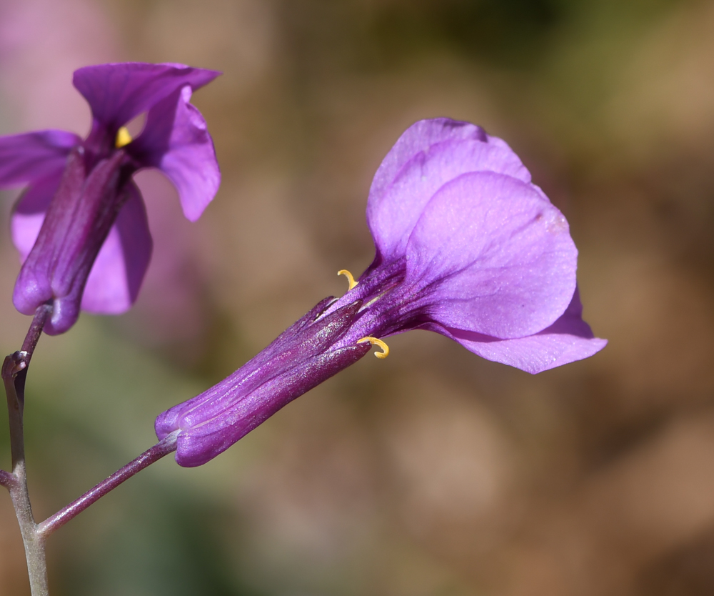 Изображение особи Moricandia moricandioides.