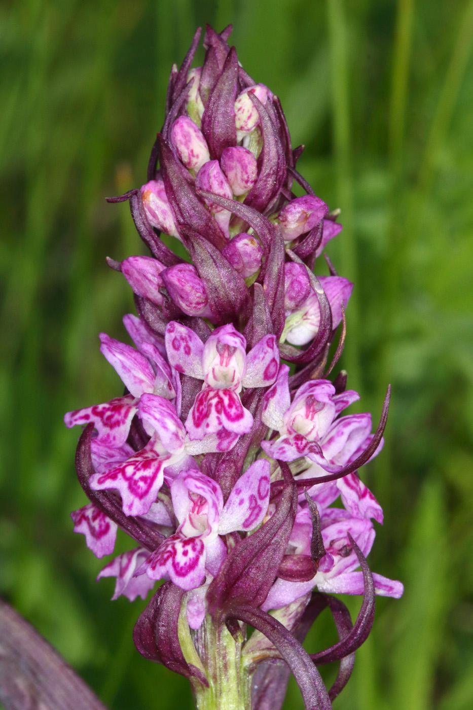 Image of Dactylorhiza incarnata specimen.