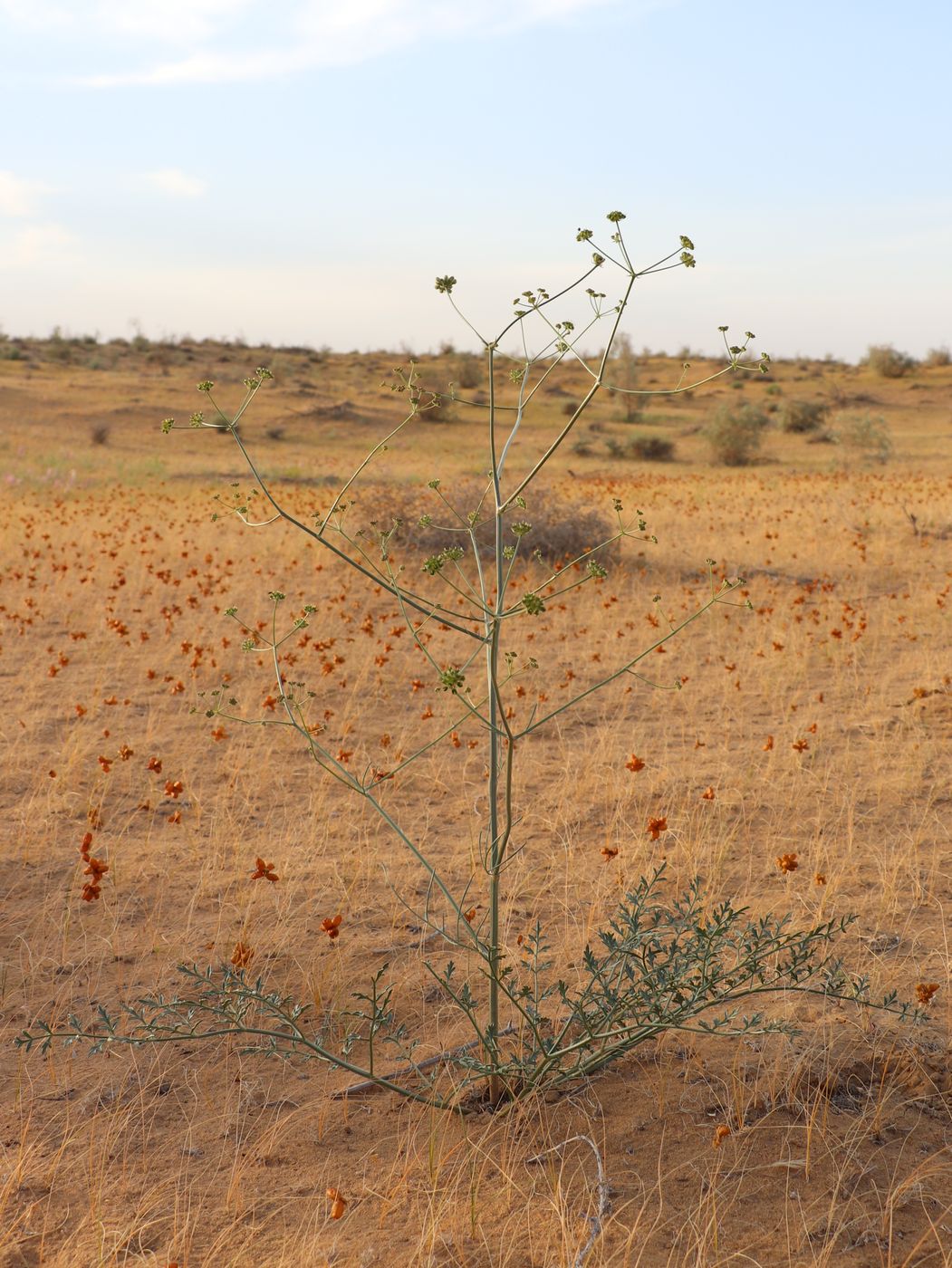 Image of Prangos ammophila specimen.