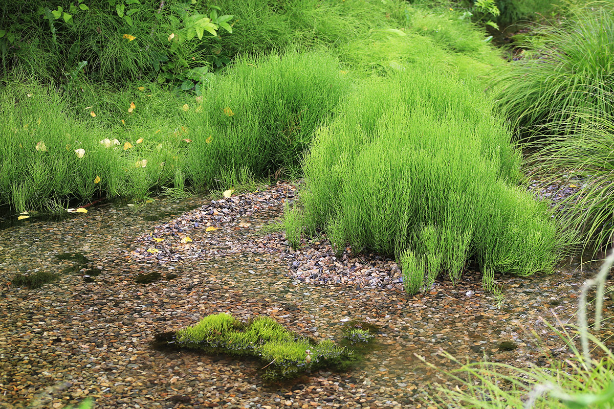 Image of Equisetum arvense specimen.