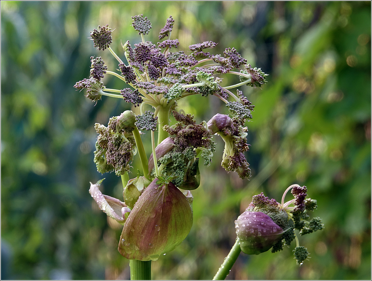 Изображение особи Angelica sylvestris.