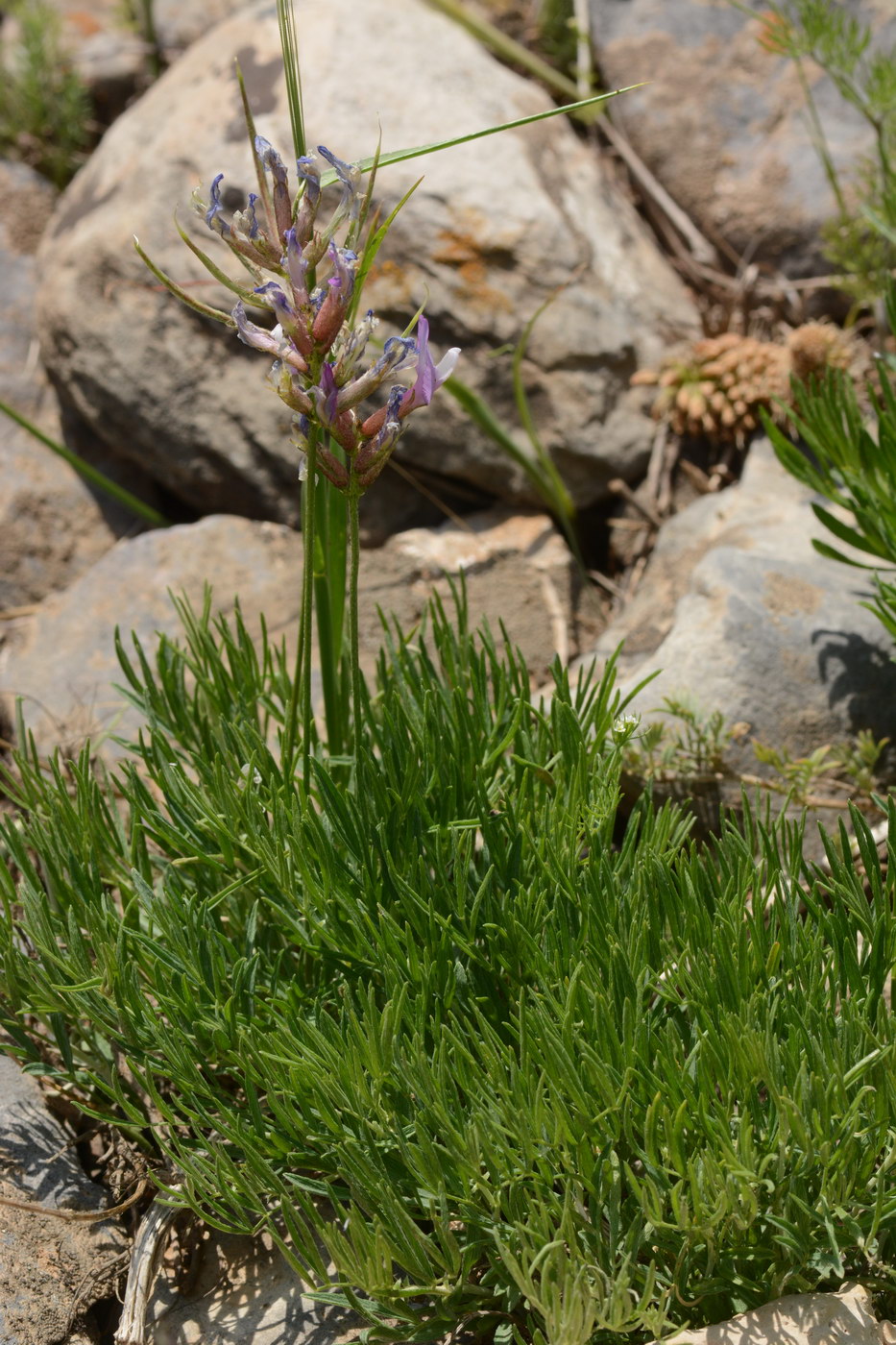 Image of genus Oxytropis specimen.