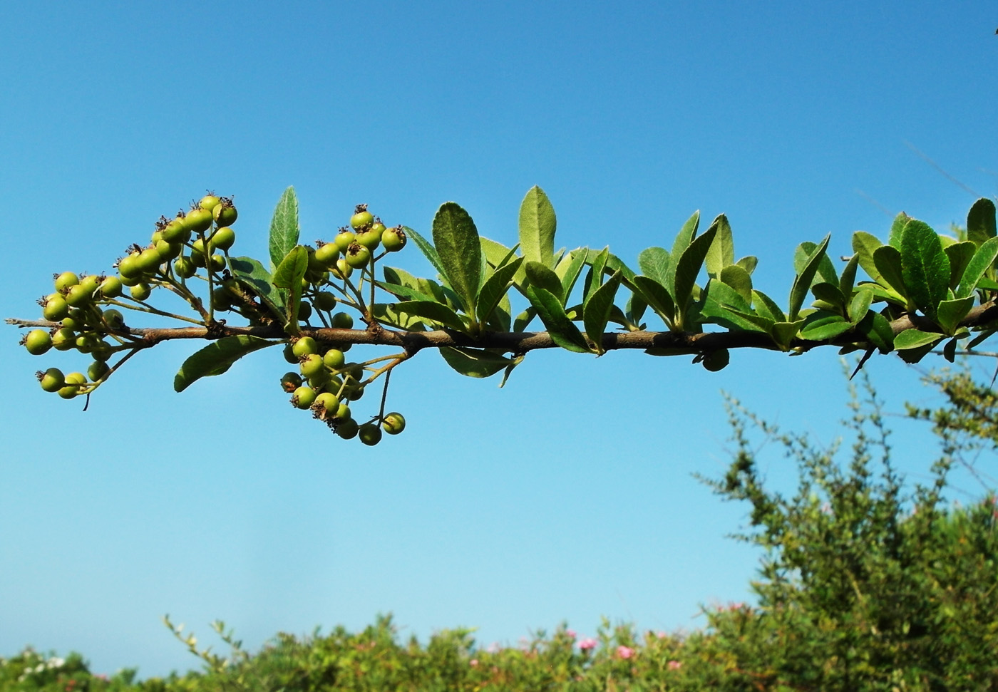 Image of Pyracantha coccinea specimen.