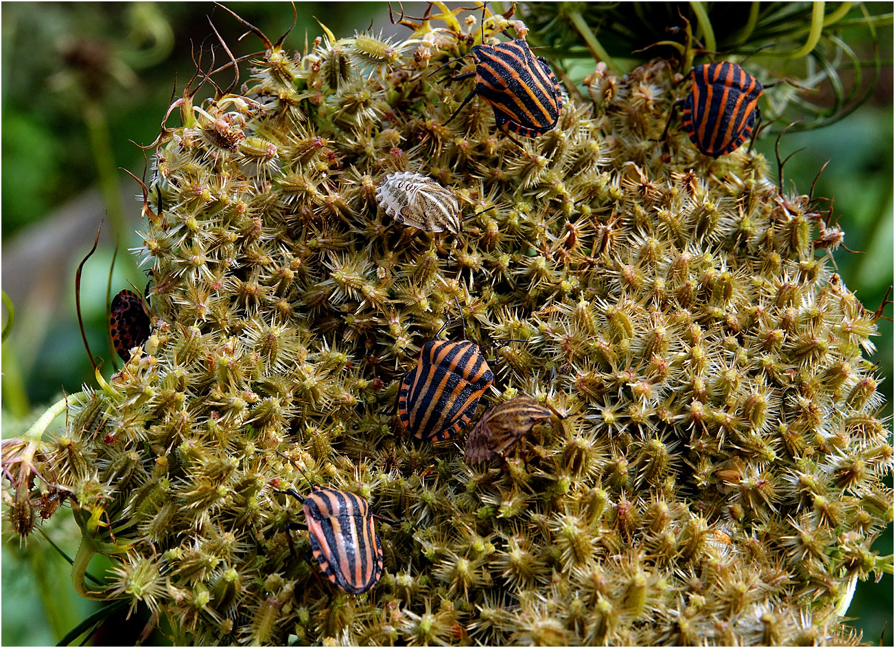 Image of Daucus sativus specimen.