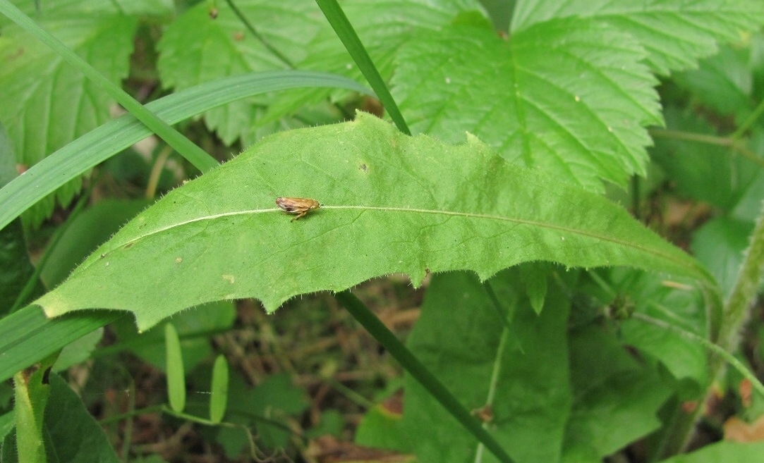 Image of Picris hieracioides specimen.