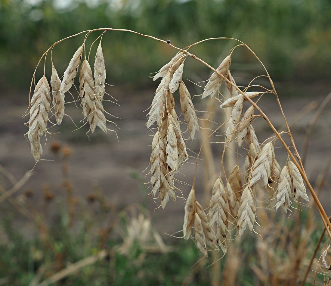 Изображение особи Bromus squarrosus.