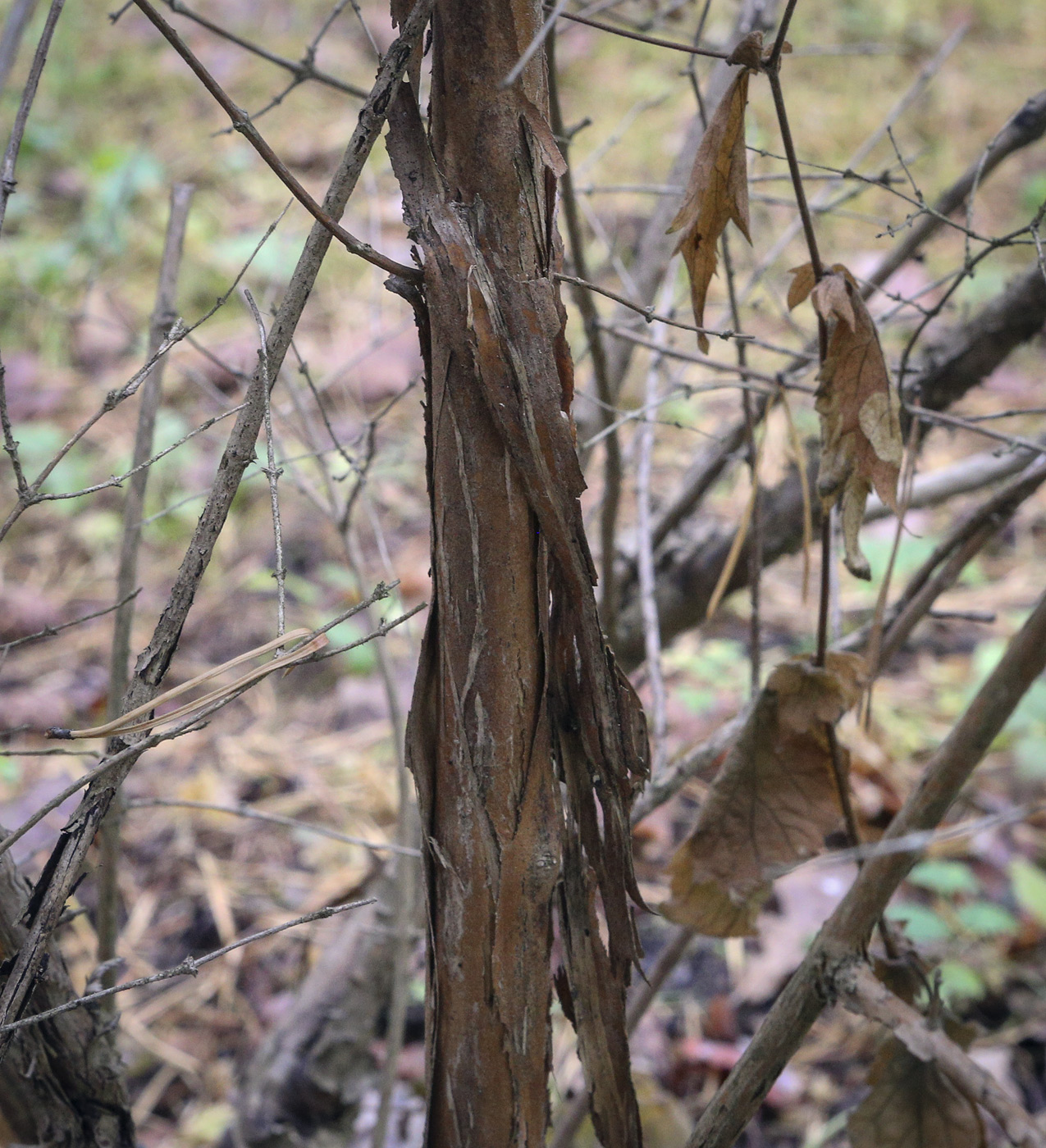 Image of Lonicera iberica specimen.